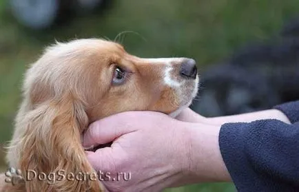 Възпитаване на кучета основни грешки