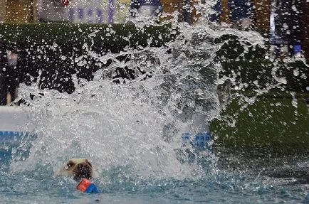 конкурси за вода за кучета блог за животни