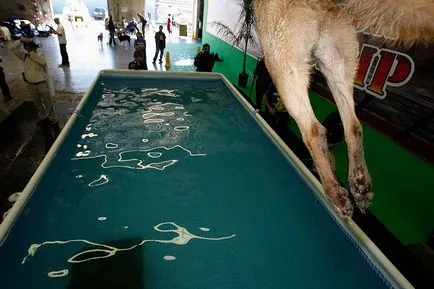 конкурси за вода за кучета блог за животни