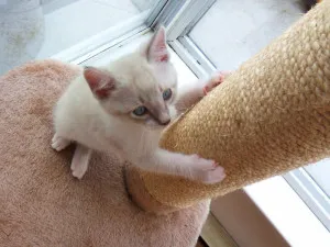 Cat scratch betegség