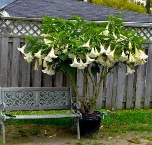 Brugmansia ültetés és gondozás a nyílt területen, valamint reprodukciós az otthoni (betegség Brugmansia) Brugmansia ültetés és gondozás a nyílt területen, valamint reprodukciós otthon