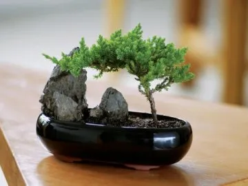 Bonsai fajok és tenyésztési szabályok