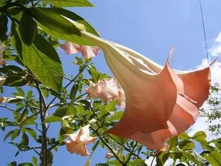Brugmansia otthoni gondozást, az árnyalatok növekvő fotó és videó