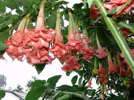 Brugmansia fotó és fajok termesztése és gondozása otthon