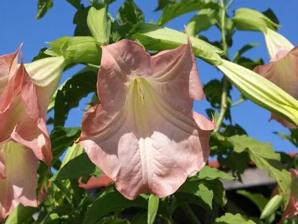 Brugmansia fotó és fajok termesztése és gondozása otthon