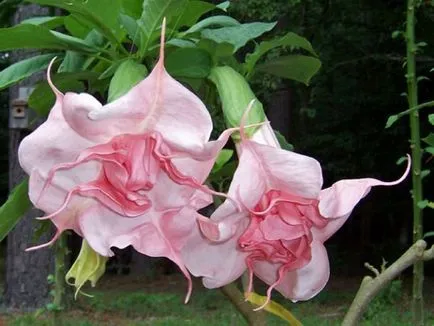 Brugmansia fotó és fajok termesztése és gondozása otthon