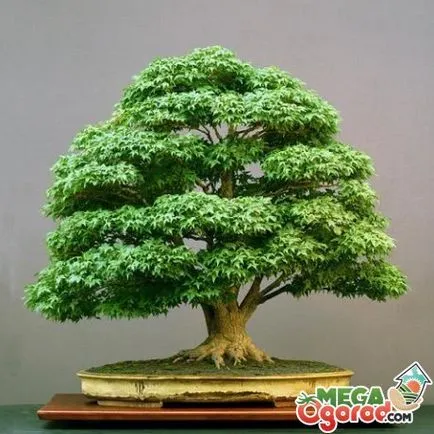 Bonsai fajok és tenyésztési szabályok