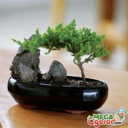 Bonsai fajok és tenyésztési szabályok