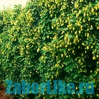 Усукана ограда за бързо растящи растения (растения) Curly бързорастящи растения за ограда