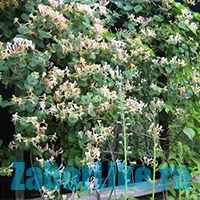 Curly бързорастящи растения за ограда (растения покрай оградата) Curly бързорастящи растения за ограда
