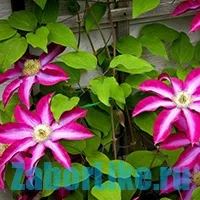 Усукана ограда за бързо растящи растения (бързо растящи) Curly бързорастящи растения за ограда