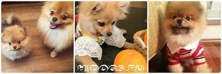Герой Померания плюсовете и минусите на породата (снимка)