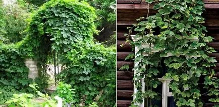 Хмел в градината - на отглеждане и грижи (грижи) Хмел в градината - отглеждането и грижата