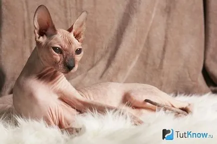 Характеристики Sphynx порода