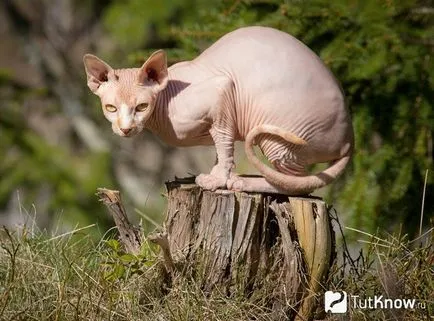 Характеристики Sphynx порода