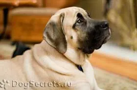 Жълтеница при кучета 1