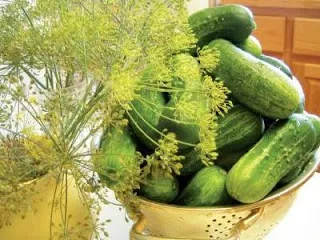 краставица осоляване при зимни рецепти хрупкава