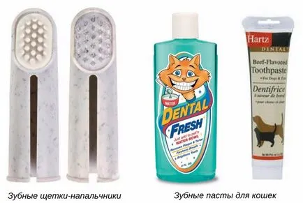 Зъби на възрастни котки като техните различни възрасти, как да се грижи за зъбите на котката, защо животното