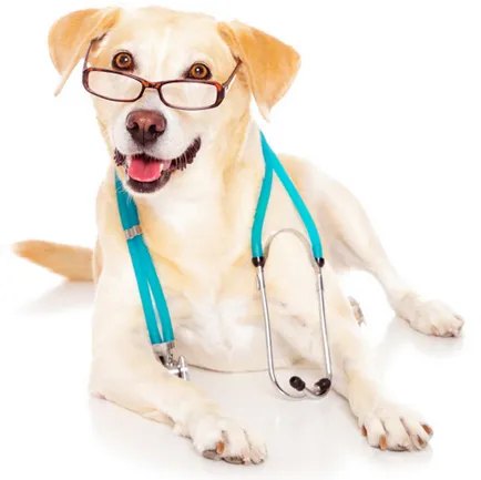 куче Здраве