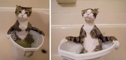 26 Смешни котки, които обичат да плуват