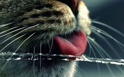 26 Смешни котки, които обичат да плуват