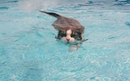 26 Смешни котки, които обичат да плуват