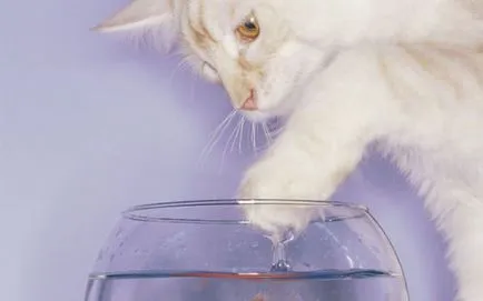 26 Смешни котки, които обичат да плуват