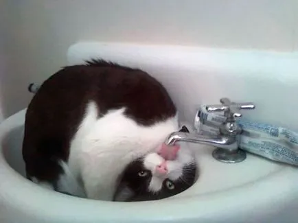 26 Смешни котки, които обичат да плуват
