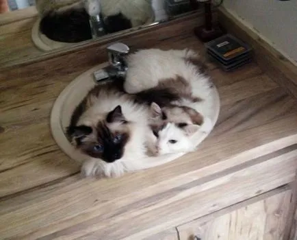 26 Смешни котки, които обичат да плуват
