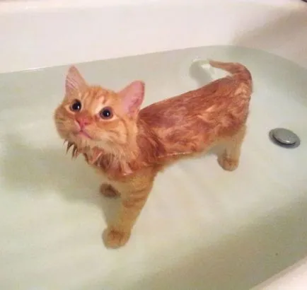 26 Смешни котки, които обичат да плуват