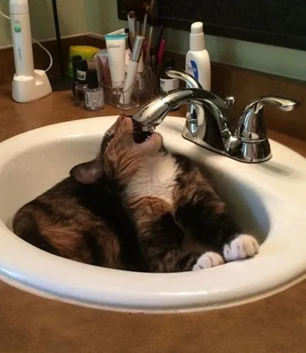 26 Смешни котки, които обичат да плуват