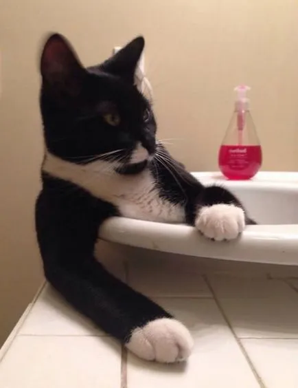 26 Смешни котки, които обичат да плуват