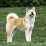 Акита Inu куче снимка, цена, описание порода, характер, видео - моят пазител