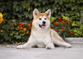Акита Inu описание порода куче