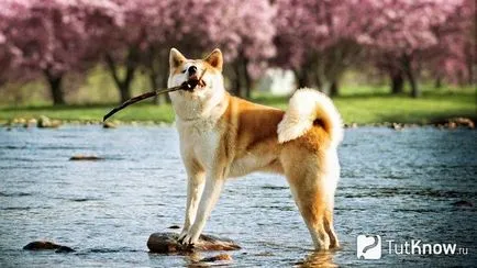 Акита Inu описание порода куче