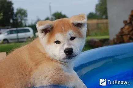 Акита Inu описание порода куче