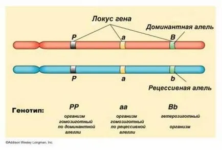 Алел речник всичко за гените!