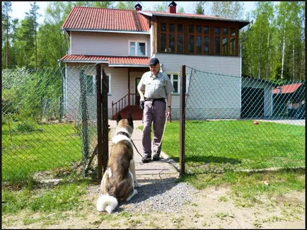 Акита Inu, лоялен Hachiko