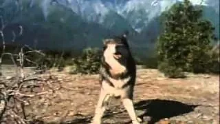 Амулет на кучешки описание мечка и стойност