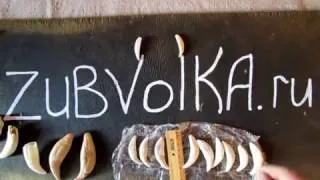 Амулет на кучешки описание мечка и стойност