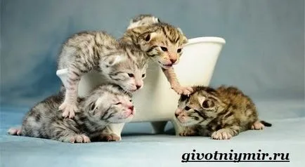 Ashera котка