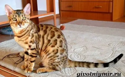 Ashera котка