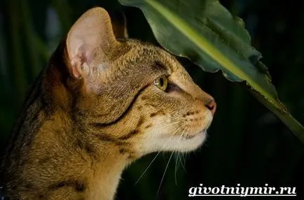 Ashera котка