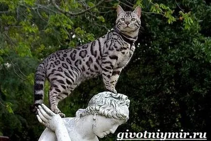 Ashera котка