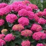 Azalea как да се грижи у дома, ако сухите листа, снимки, видео (азалия) Azalea как да се грижи у дома, ако сухите листа, снимки, видео
