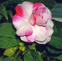 Impatiens - стая и градина, разновидности на балсам, снимки, любимите цветя