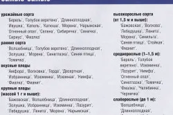 Патладжан култивиране и поддръжка, селскостопански