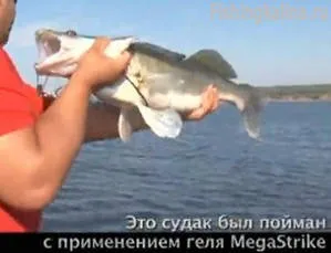 Примамка мега стачка - описание, коментари рибари (стачка) Примамка мега стачка - описание, преглед на рибарите