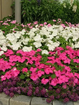 Impatiens стая сортове фото и балсам грижа у дома
