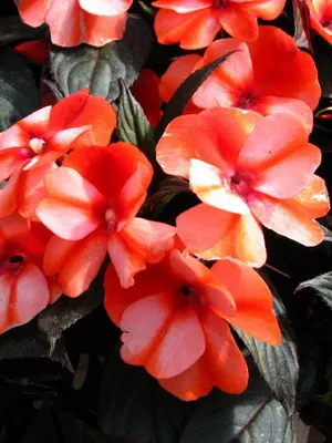 Impatiens стая сортове фото и балсам грижа у дома